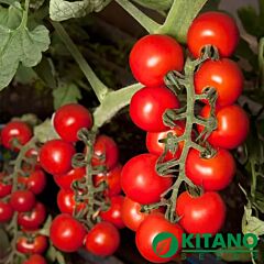 КС 959 F1 / KS 959 F1 - семена томата (помидора), Kitano Seeds