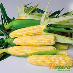 КСАНАДУ (НИРВАНА) F1 / KSANADU (NIRVANA) F1 - семена сахарной кукурузы, Hazera