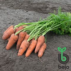 КУРАСАО F1 / CURACAO F1 - насіння моркви, Bejo