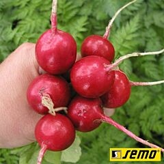 КВИНТА / KVINTA - семена редиса, Semo