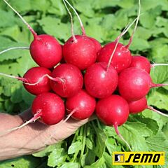 КВИНТАРА F1 / KVINTARA F1 - семена редиса, Semo
