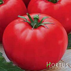 ЛЕДІ ДОСКОНАЛІСТЬ / LADY OF EXCELLENCE - насіння томата (помідора), Hortus