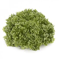 ЛАЛІК / LALQUE - насіння салату, Rijk Zwaan