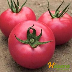 ЛАНКАНГ F1 / LANKANG F1 - насіння томата (помідора), Hazera