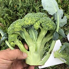 ЛЕГАСИ F1 / LEGASI F1 - семена капусты броколли, Spark Seeds