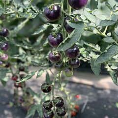 ЛИТЛ РОК F1 / LITTLE ROCK F1 - семена томата (помидора), Spark Seeds