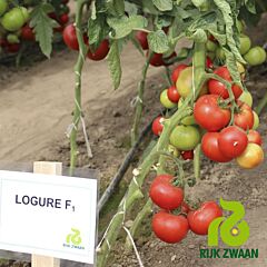 ЛОГУР F1 / LOGURE F1 - семена томата (помидора), Rijk Zwaan