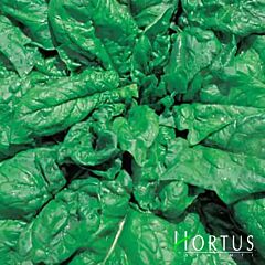ЛОНГ СТЕНДІНГ / LONG STENDING - насіння шпинату, Hortus