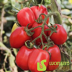 LS 1412 F1 - насіння томата (помідора), Lucky Seed