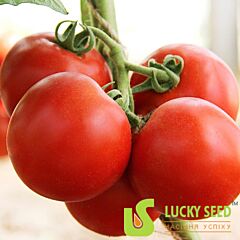 LS 4314 - насіння томата (помідора), Lucky Seed