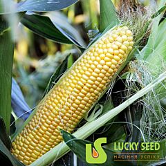 LS 779 - семена сахарной кукурузы, Lucky Seed