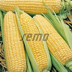 ЛУМИНОКС F1 / LUMINOKS F1 - семена сахарной кукурузы, Semo