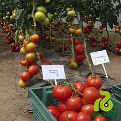 МАХІТОС F1 / MAHITOS F1 - насіння томата (помідор), Rijk Zwaan