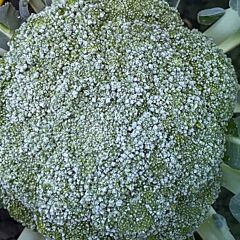 МАКЛАРЕН F1 / MAKLAREN F1 - семена капусты броколли, Syngenta