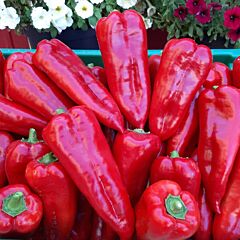 МАКО F1 / MAKO F1 - семена перца, LibraSeeds