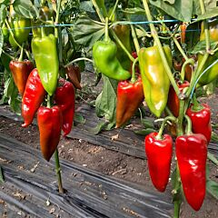 МАКО F1 / MAKO F1 - семена перца, LibraSeeds