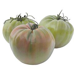 МАРЕЧІАРО F1 / MARECHIARO F1 - насіння томата (помідора), Sais