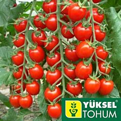 МАРГОЛЬ F1 / MARGOL F1 - семена томата черри (индетерминантный), Yuksel Tohum