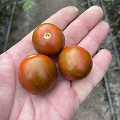 МАРИТТА F1 / MARITTA F1 - семена томата (помидора), Spark Seeds