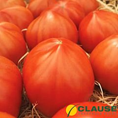 МАССОН F1 / MASSON F1 - семена томата (помидора), Clause