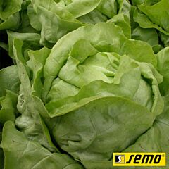 МЕРКУРІОН / MERKURION - насіння салату качанного, Semo