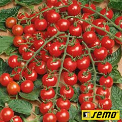 МИНИ F1 / MINI F1 - семена томата (помидора), Semo