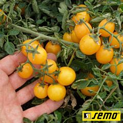МИНИГОЛД / MINIGOLD - семена томата (помидора), Semo