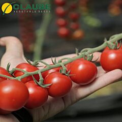 МІНОПРІО F1 / MINOPRIO F1 - насіння індетермінантного томату, Clause