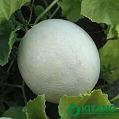 МИРА F1 (КС 7037 F1) / MIRA F1 (KS 7037 F1) - семена дыни, Kitano Seeds