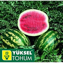 МІСОН (ЕМІР) F1 / MISON (EMIR) F1 - насіння кавуна, Yuksel Tohum