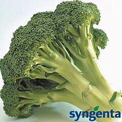 МОНАКО F1 / MONACO F1 - насіння капусти броколі, Syngenta