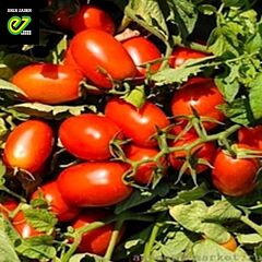 МОРЕЛІЯ F1 / MORELIJA F1 - насіння детермінантного томату, Enza Zaden