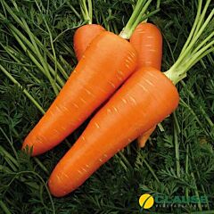 МІРАФЛОРЕС F1 / MIRAFLORES F1 - насіння моркви, Clause
