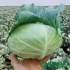 НАОМІ F1 / NAOMI F1 - насіння білоголової капусти, Kitano Seeds