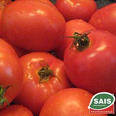 НЕМАДОР / NEMADOR - насіння томата (помідора), Sais