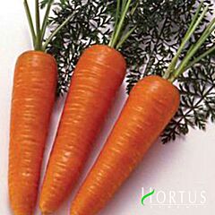 НЬЮ КУРОДА / NEW KURODA - семена моркови, Hortus