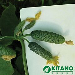 НІБОРІ (КС 90) F1 / NIBORI (KS 90) F1 - насіння огірка, Kitano Seeds