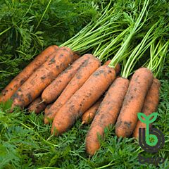 НЬЮКАСЛ F1 / NEWCASTLE F1 - насіння моркви, Bejo