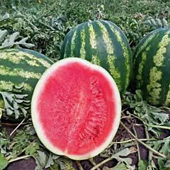 НУН 21613 F1 / NUN 21613 F1 - семена арбуза, Nunhems