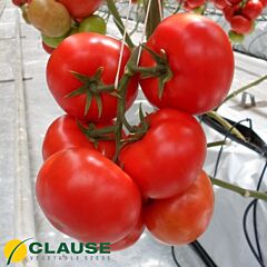 ОАЗІС F1 / OASIS F1 - насіння індетермінантного томату, Clause