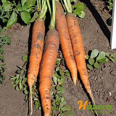 ОКТАВО F1 / OKTAVO F1 - насіння моркви, Hazera