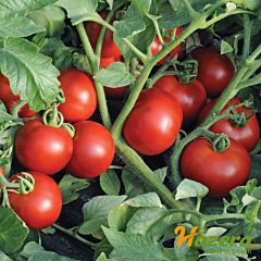 ОЛЬГА F1 / OLGA F1 - насіння томата (помідора), Hazera