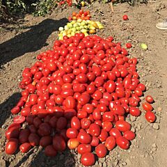 ОЛИВЕНЗА F1 / OLIVENZA F1 - семена томата (помидора), Clause