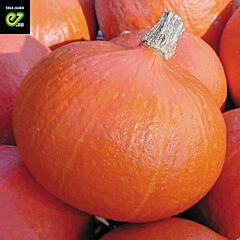 ОРАНЖ САММЕР F1 / ORANGE SUMMER F1 - семена тыквы, Enza Zaden