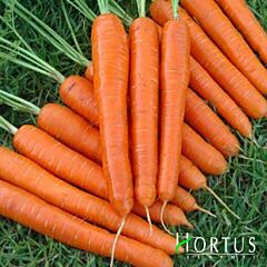 ОРТОЛАНА / ORTOLANA - насіння моркви, Hortus