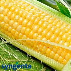 ОВЕРЛЕНД F1 / OVERLAND F1 - насіння цукрової кукурудзи, Syngenta
