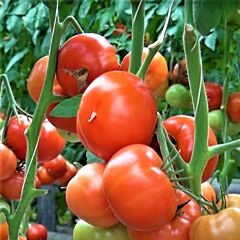 ПАНЕКРА F1 / PANEKRA F1 - насіння індетермінантного томату, Syngenta