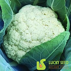 ПАННА F1 / PANNA F1 - семена цветной капусты, Lucky Seed
