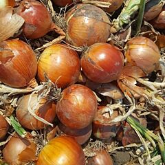 ПАНТОНА F1 / PANTANO F1 - семена лука, Bejo