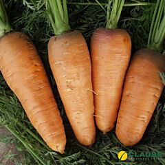 БОЛТЕКС / BOLTEX - насіння моркви, Clause